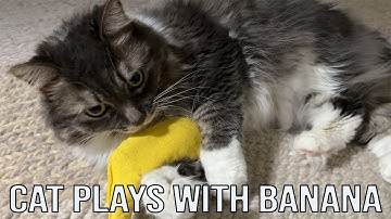 Cat loves her banana catnip toy!