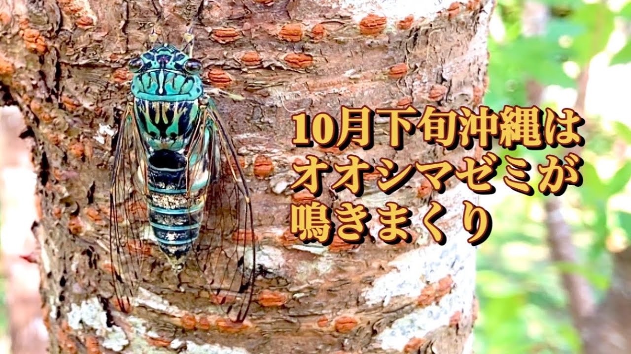 オオシマゼミが最盛期 10月下旬の沖縄は賑やかです セミの鳴き声