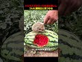 ハリネズミがスイカを盗み食いし、ついに農場主に見つかる！