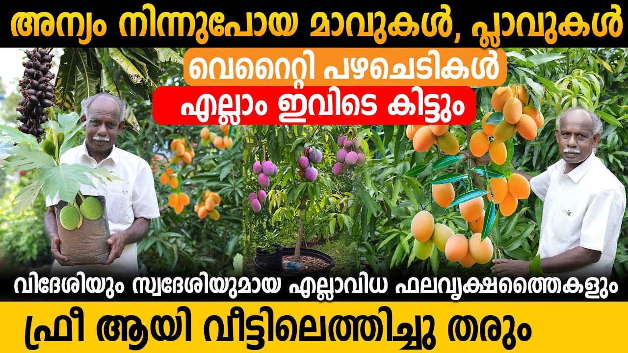 ഇനി കാണില്ലെന്ന് കരുതിയ പല ചെടികളും ഇവിടെ ഉണ്ട് | Best Ever Fruits Plants Nursery in kollam