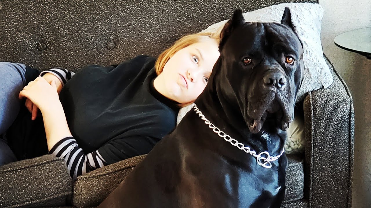 tempo cane corso