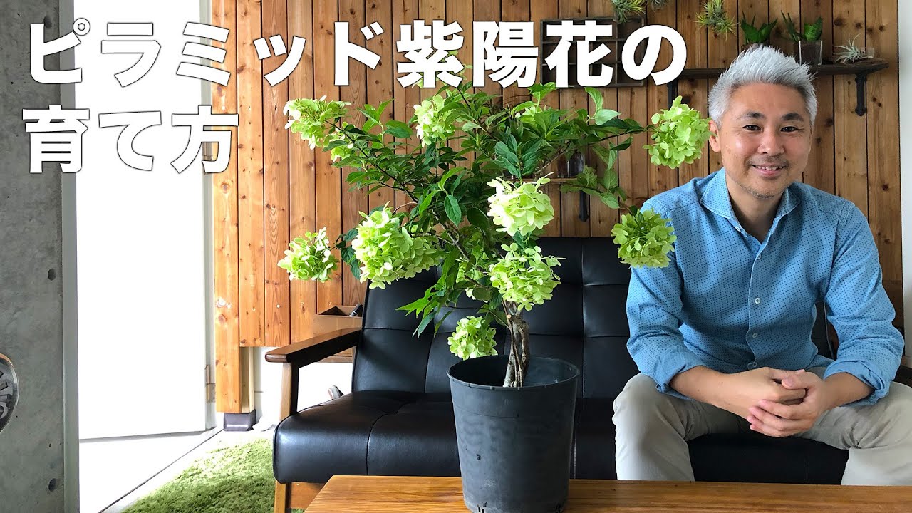 ピラミッド紫陽花の育て方 植え付け 肥料 水やり 剪定の方法 Youtube