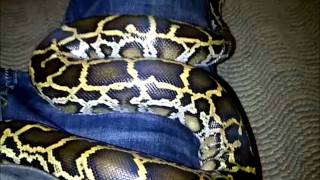 Burmese Python Update and Growth