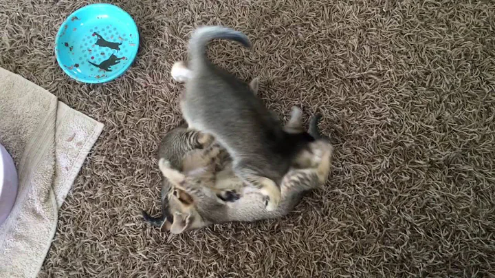 Video 1411471: bengal cross kittens, singapura kitten