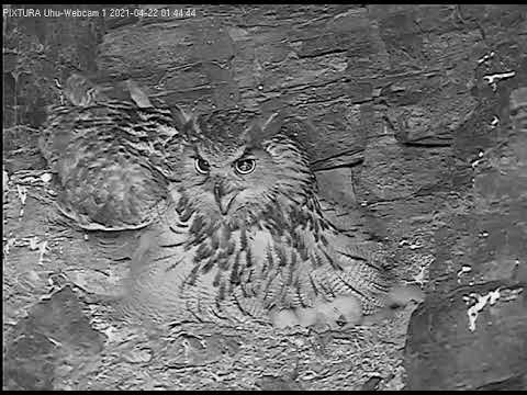 Eifel Leo Delivers a Mouse April 22 2021 live cam preview