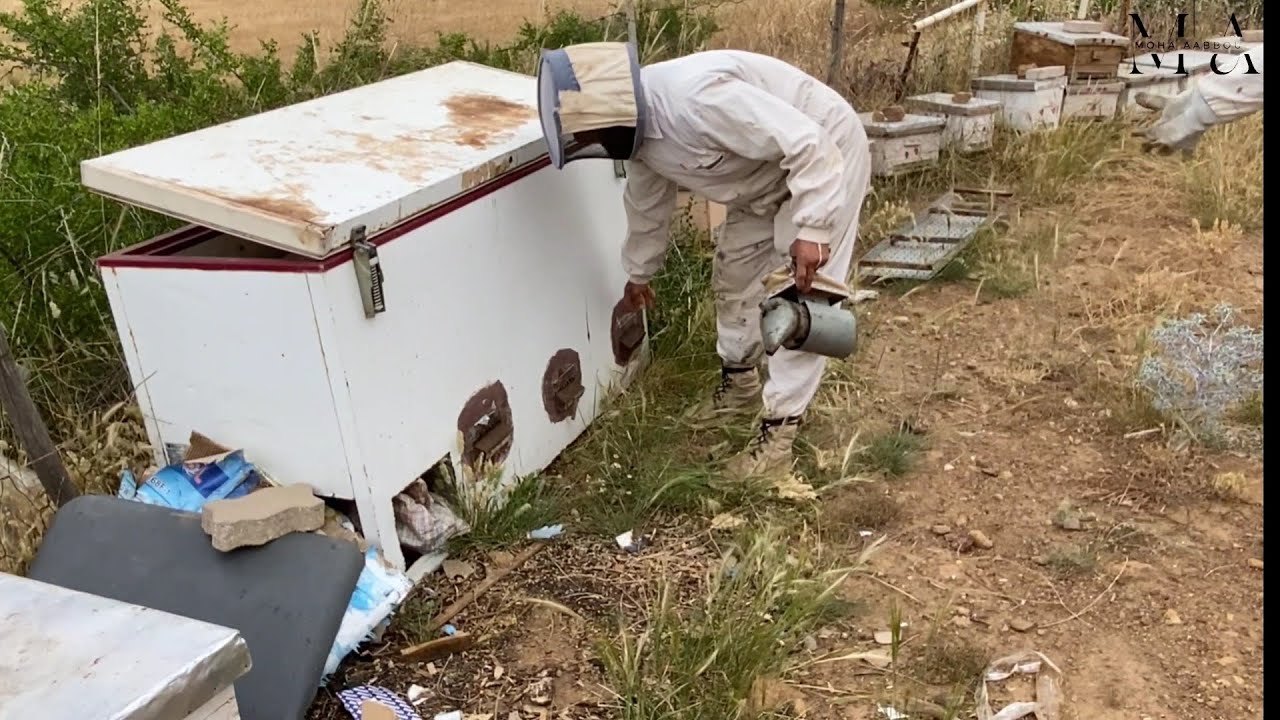 مراقبة سروح نحل في سدر و تفقد مخزون العاسلات (الجزء الأول )