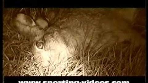 Lurchers lamping foxes and rabbits in Dusk till Dawn