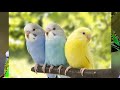 Budgies beauty ambiance