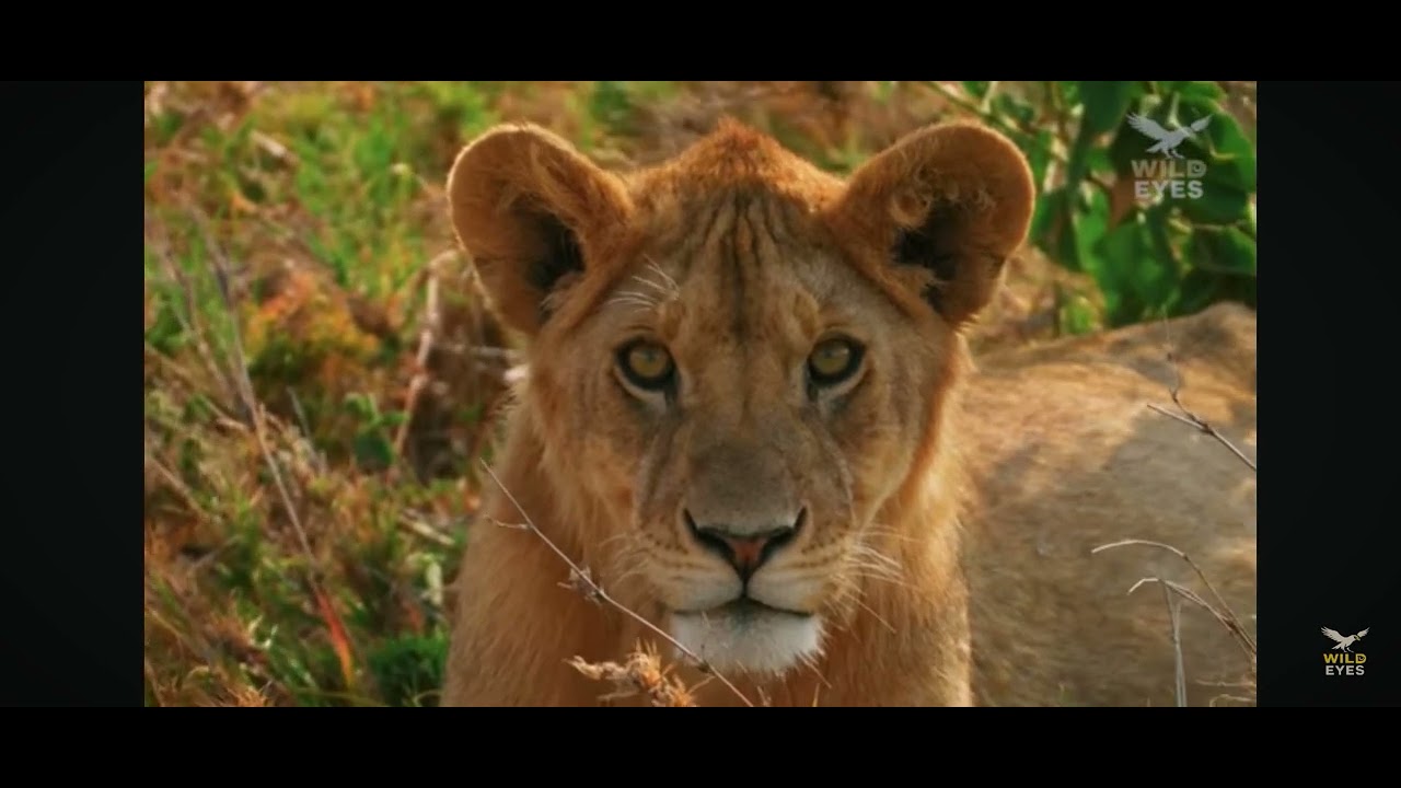 Jungle book lion attack on buffalo and monkey 