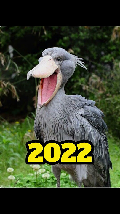 2022 shoebill stork  in 3000 bce #shortvideo #mythology #mythologymonkeyshorts