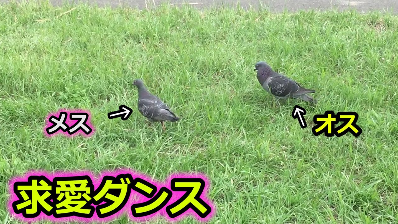 えっ ハトの求愛ダンスってこんな感じなの Youtube えっ ハトの求愛ダンスってこんな感じなの Youtube