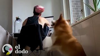 La familia de este corgi lo atrapan jugando a &quot;buscar&quot; el solo con una cámara oculta | El Dodo