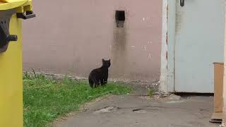 Черный кот шредингера - попытка не пытка Черный кот шредингера - попытка не пытка