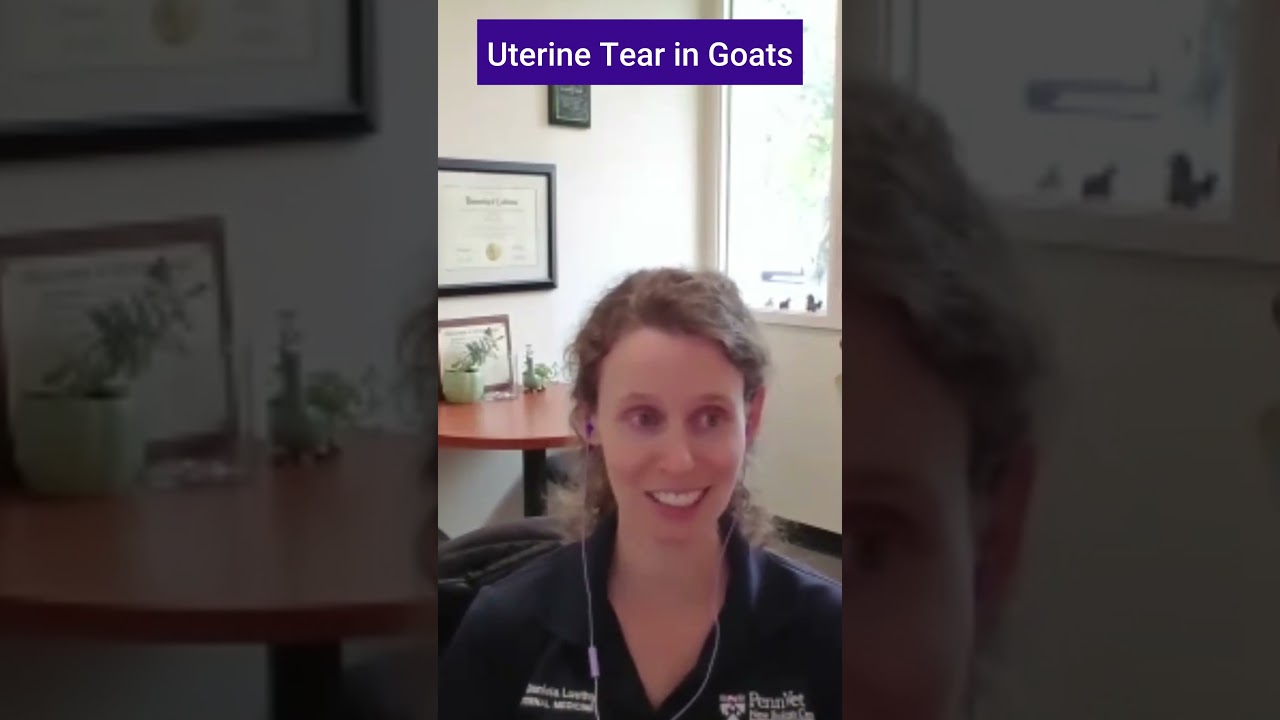   - YouTube Auto PHP Script