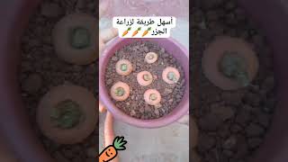 اسهل طريقه لزراعة الجزر في المنزل ?