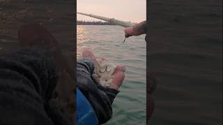 Mancing Belanak Teknik Katir 2 Kail