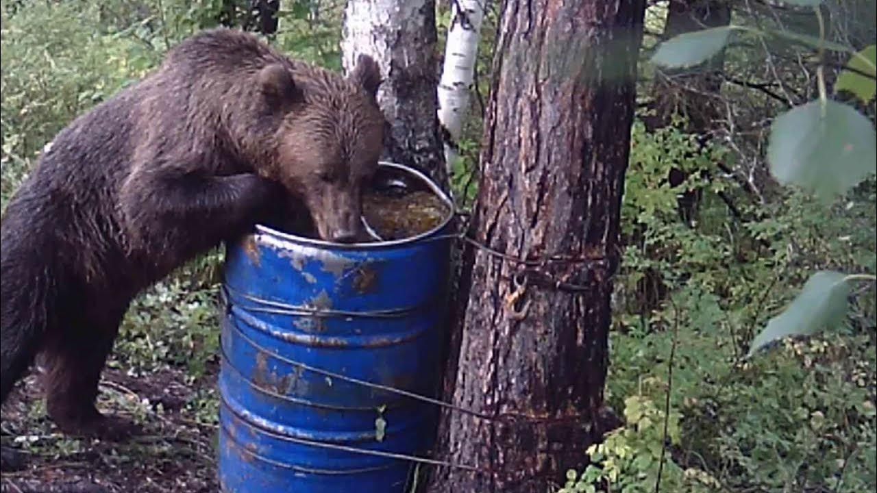 Привада на медведя из бочки. Привада на медведя что это. Как сделать приваду на медведя из бочки. Привада на медведя что это. Охота на медведя на приваде.