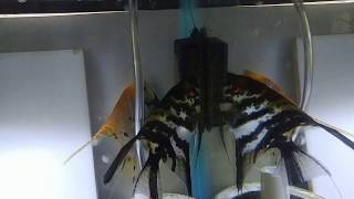 Angel Fish Spawning Again 3rd Time