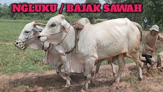 TRADITIONAL FIELD PLOWING PROCESS WITH LOCAL CATTLE || 3-ROW LAND