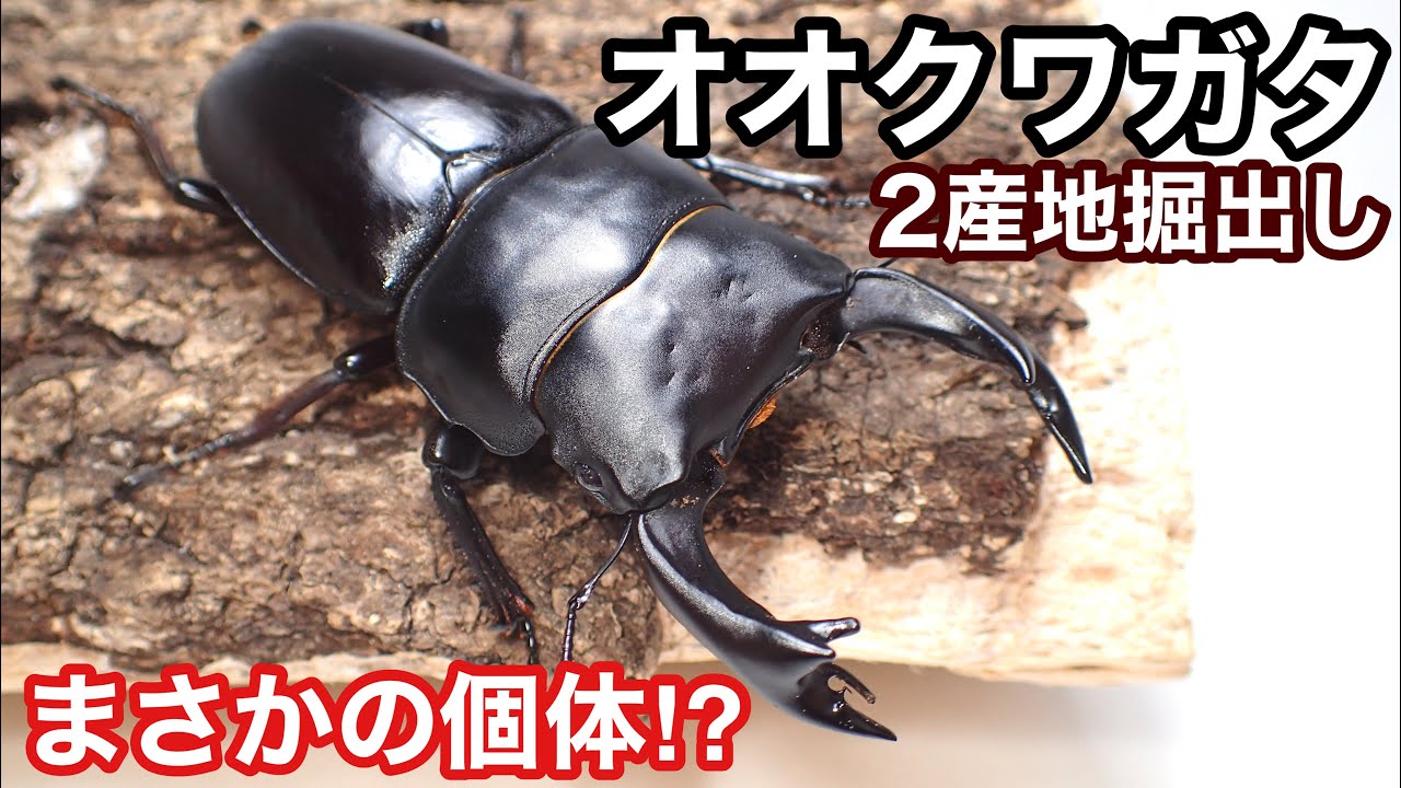 When I dug up a giant stag beetle, I found that it had