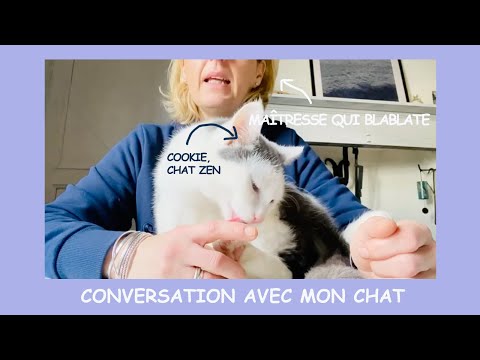 Conversation avec mon chat - Chat 47