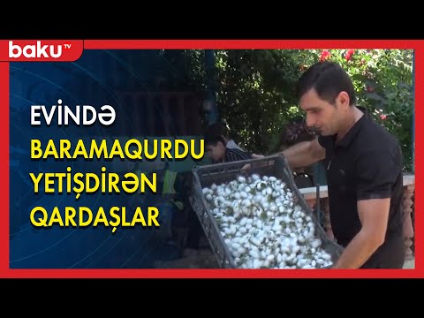 Video: Hansı ipəkqurdu muğa ipəyi istehsal edir?