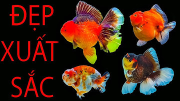 CÁ VÀNG ĐẸP XUẤT SẮC - SÀN CÁ CẢNH - TV