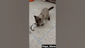 هوبس ولونا ديما مضاربين يقمشو ويعضو في بعضياتهم Hops Louna 