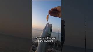 Levrek Balık Avı / LRF Kıyıdan At Çek Balık Avı #shorts #fishing