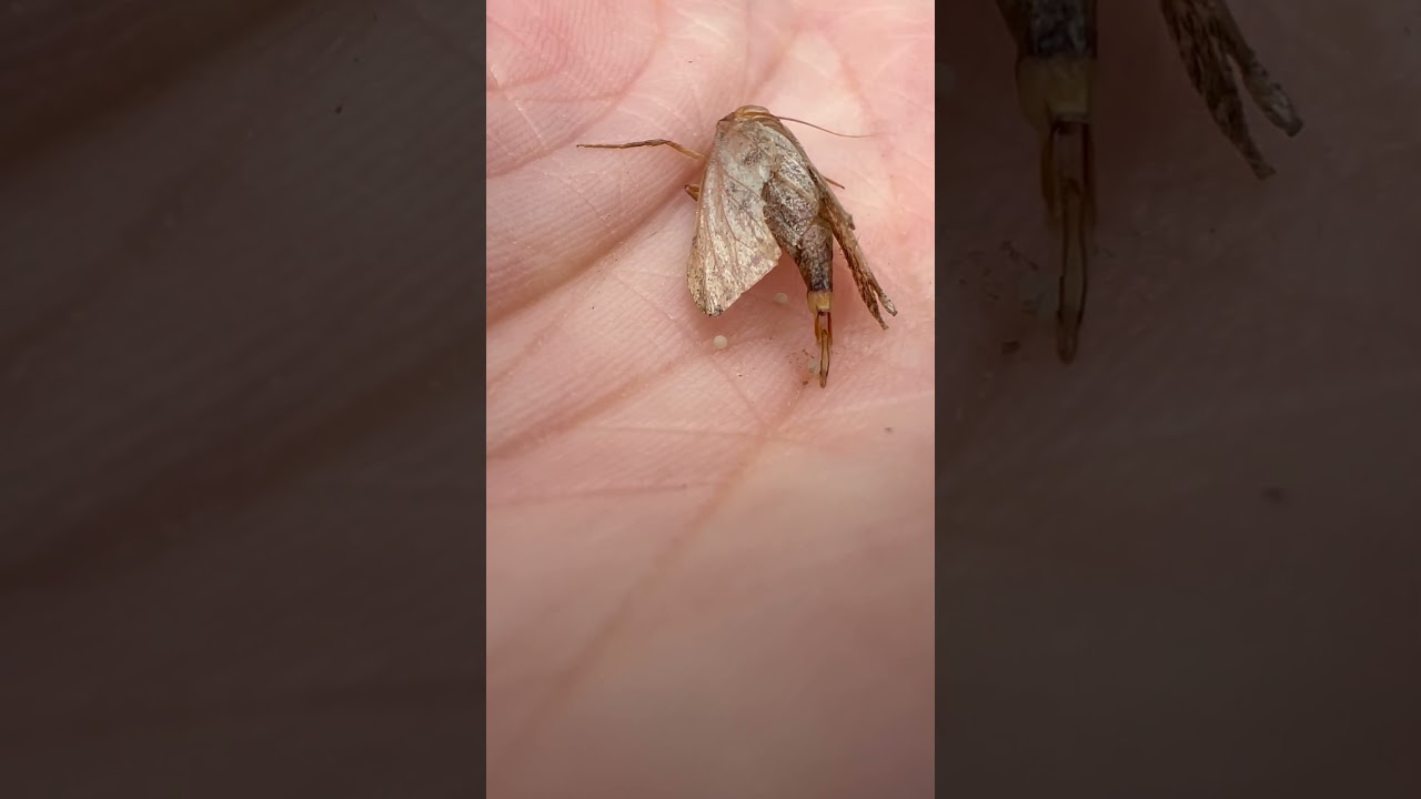 Rescue Moth Laying An Egg In My Hand