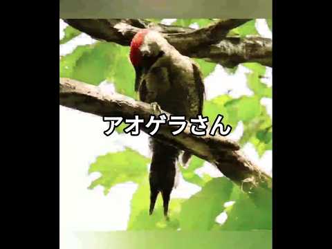 #かわいい鳥 #birds