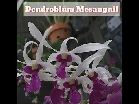 Video: Dendrobium (59 Foto): Nama Varietas Bunga, Reproduksi Anggrek, Dan Perawatan Di Rumah