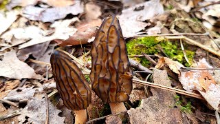 Morel Mushrooms Forage and Cook