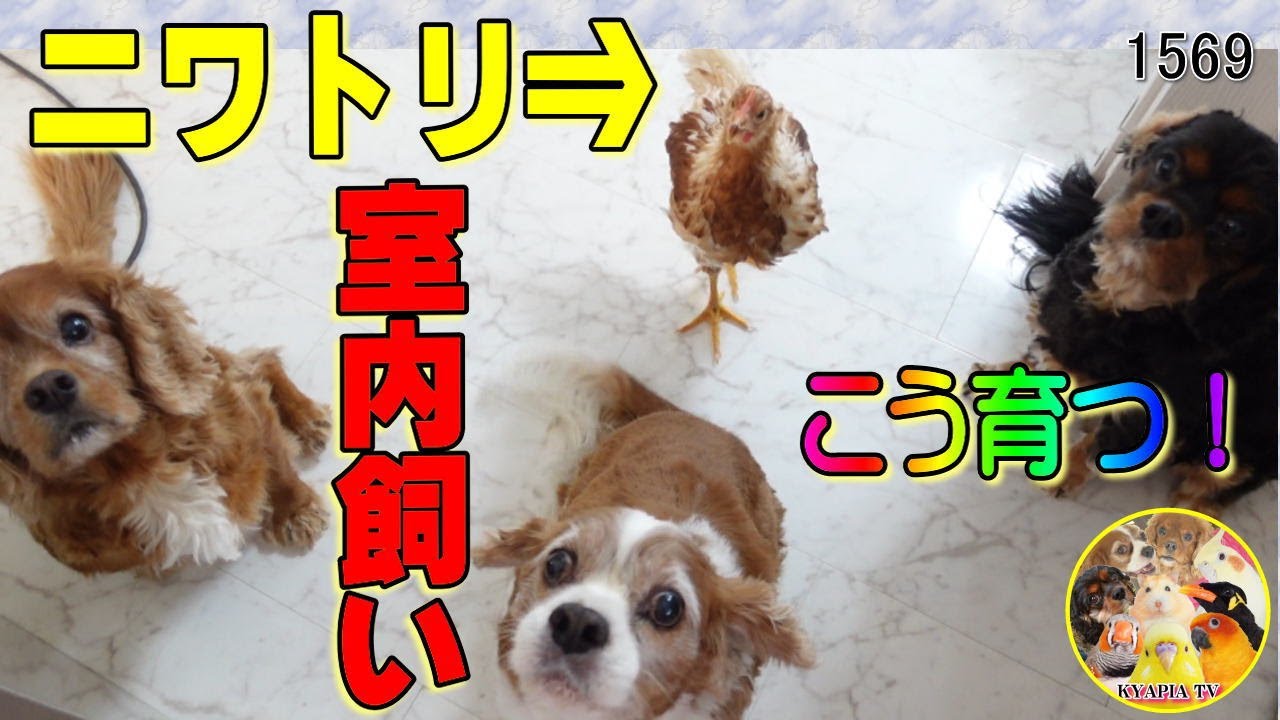 【前編】ペットとしてニワトリを完全室内飼いにするとこう育つ｜面白可愛い・犬鳥ハムスターと暮らす動物チャンネル　Hen Pet Life