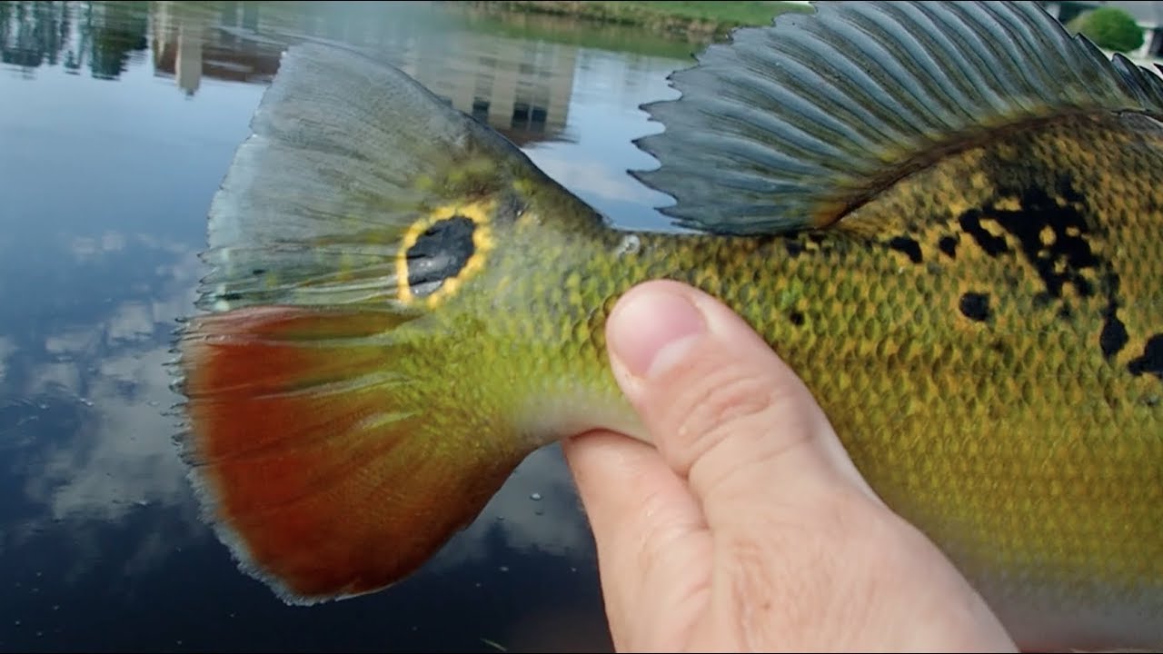 Peacock Bass Crushing Topwater Lures! Almost Hook Iguana! YouTube