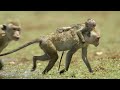 7 Adorable Monkey Playtime Moments 🐒 Monkey Island | Smithsonian Channel