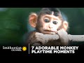 Macaque Behavior and Skills Assessment