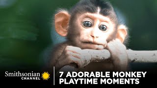7 Adorable Monkey Playtime Moments 🐒 Monkey Island | Smithsonian Channel