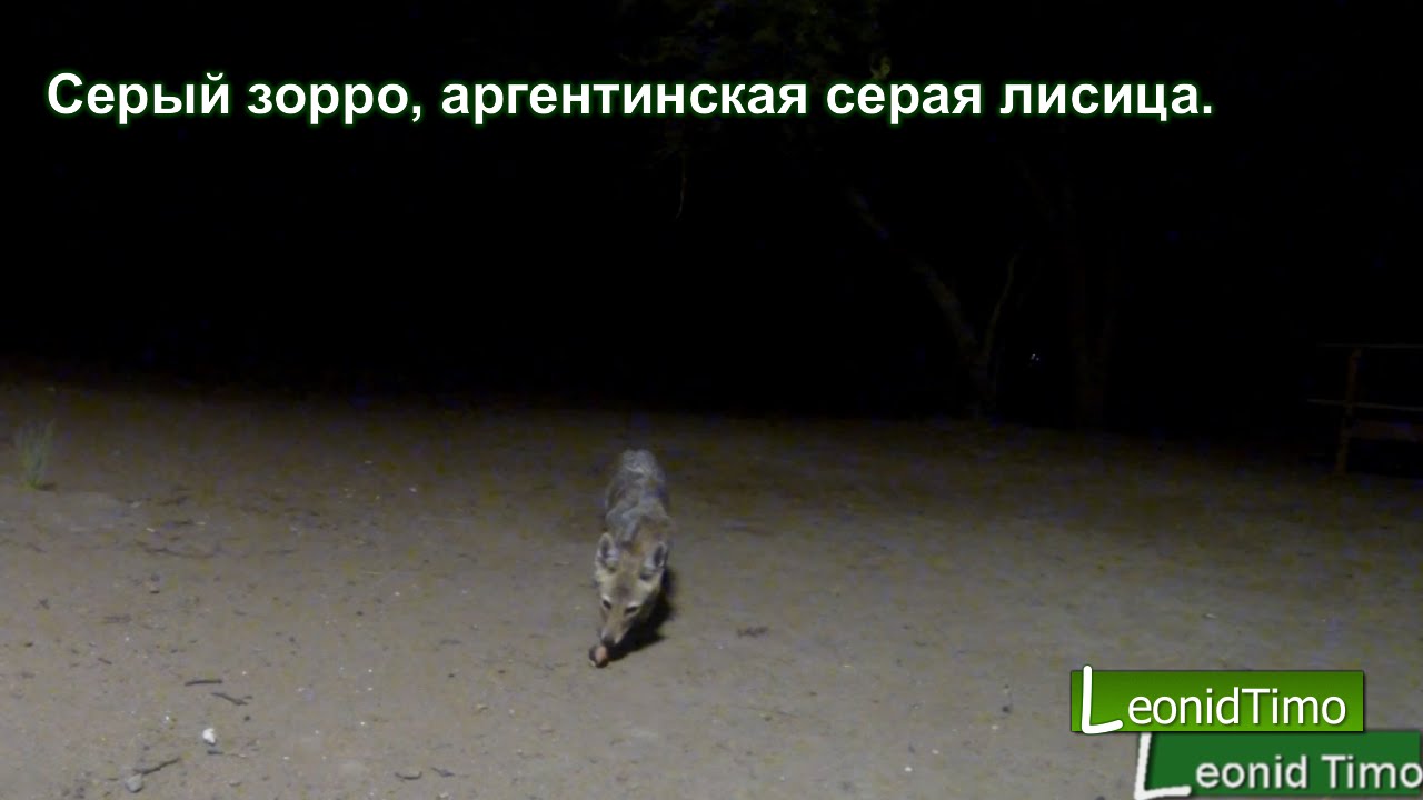 Серый зорро, аргентинская серая лисица, южно-американская серая лиса.