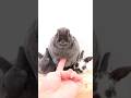 【一度触ったら最後・・・】ミニレッキスちゃんのまふまふ♪
