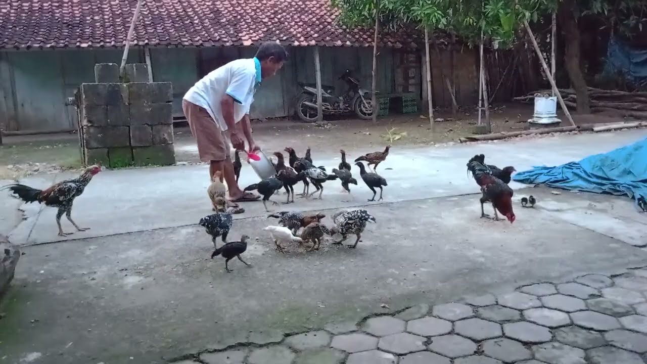 Wayahe Rutinitas Makani Ayam 