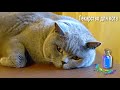 Лекарство для кота. Надо это выпить Гарри / Medicine for british cat