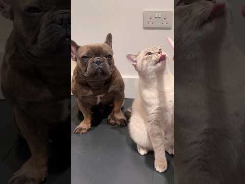 フレブルさん見て癒されたら寝ろwww #動物 #犬 #フレンチブルドック  #2ch動物スレ