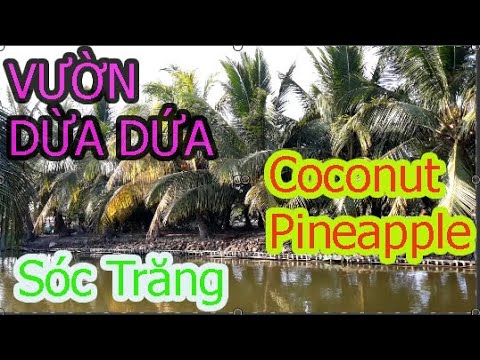 Video Vườn Dừa Xiêm Dứa ở Sóc Trăng (Coconut Pineapple ) |... - youtube