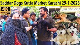 Saddar Dogs Kutta Market Karachi 2912023 | German Shepherd, Pitbull Dogs, husky, Golden retriever