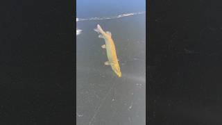 Well that’s not a walleye… giant Musky caught though thin ice while walleye fishing. #musky #muskie