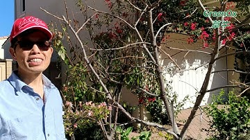 為何柿子一定要修剪 why you must prune persimmon fruit tree