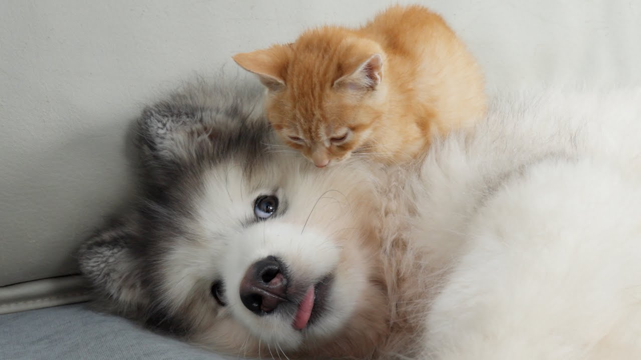 Котенок использует щенка аляскинского маламута в качестве кровати