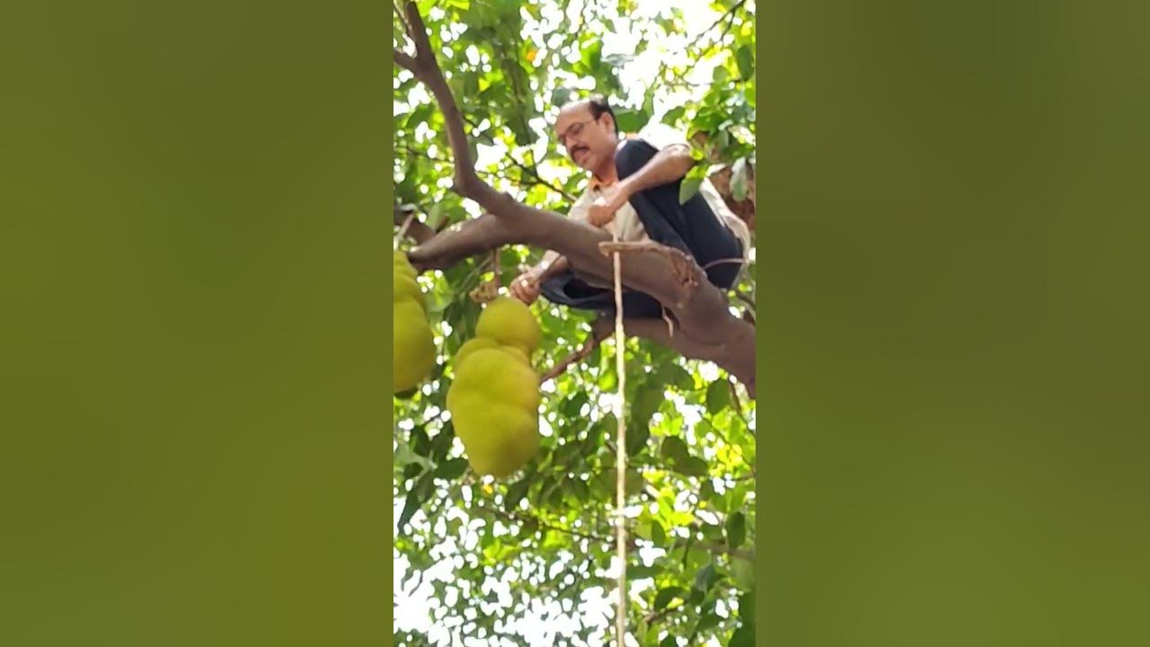 Jackfruit cutting ️ Hacks YouTube