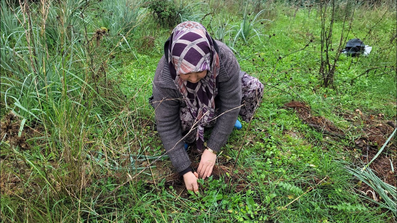 DEVE TABANI TOPLAYALIM MI? DİKENLİ  TOHUMUNU GÖRMÜŞ MÜYDÜNÜZ HİÇ?